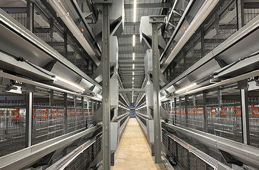 肉雞養(yǎng)殖系列產品